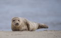 Seal on norfolk beach uk