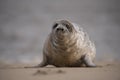 Seal on norfolk beach uk