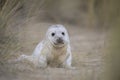 Seal on norfolk beach uk