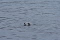 Seal on north of Iceland swinmming in the water Royalty Free Stock Photo