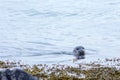 Seal on north of Iceland swinmming in the water Royalty Free Stock Photo