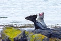 Seal on north of Iceland yawn, gape Royalty Free Stock Photo