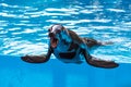 Seal with open muzzle in pool water Royalty Free Stock Photo