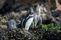 Seal in Paracus Peru Royalty Free Stock Photo