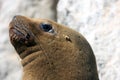 Seal in Paracus Peru Royalty Free Stock Photo