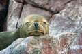 Seal in Paracus Peru Royalty Free Stock Photo