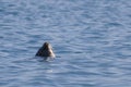 Seal Phoca largha swimming in the water, breezing in between dives.   Wild marine mammal swimming in nature. Royalty Free Stock Photo