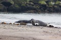 Helgoland, Dune Island, Halichoerus grypus - two seals lying on the edge of a beautiful, clear sea in the background a row of ston