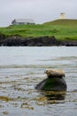 Seal phoca vitulina relaxing on a wet stone