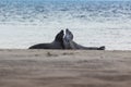 Helgoland, Dune Island, Halichoerus grypus - young seals playing on the edge of a beautiful, clear sea.