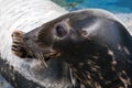 Seal (Pinniped) Royalty Free Stock Photo