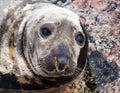 Seal (Pinnipeds, often generalized as seals) Royalty Free Stock Photo