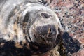 Seal (Pinnipeds, often generalized as seals) Royalty Free Stock Photo