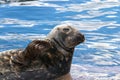 Seal (Pinnipeds, often generalized as seals)