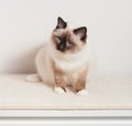 A seal point Birman cat, male sitting on the chest of drawers