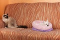 Seal point Birman cat is watching lying Chihuahua dog on sofa