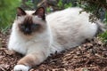 A seal point Birman cat, 1 year old cat , male with blue eyes lying on dry crushed bark in garden