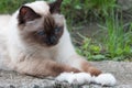 A seal point Birman cat, 1 year old cat , male with blue eyes lying in garden