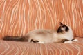 A seal point Birman cat, 1 year old cat , male with blue eyes is lying on sofa