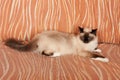 A seal point Birman cat, 1 year old cat , male with blue eyes is lying on sofa