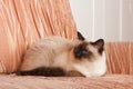 A seal point Birman cat, 1 year old cat , male with blue eyes is lying on sofa