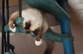 A seal point Birman cat, 1 year old cat , male with blue eyes is playing on wooden spiral staircase