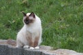 A seal point Birman cat, 1 year old cat , male with blue eyes is sitting  in garden Royalty Free Stock Photo