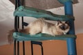 A seal point Birman cat, 1 year old cat , male with blue eyes is sitting on wooden spiral staircase