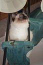 A seal point Birman cat, 1 year old cat , male with blue eyes is sitting on wooden spiral staircase Royalty Free Stock Photo