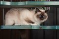 A seal point Birman cat, 1 year old cat , male with blue eyes is sitting on wooden stairs Royalty Free Stock Photo
