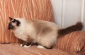 A seal point Birman cat, 1 year old cat , male with blue eyes is standing on sofa