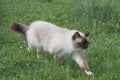 A seal point Birman cat, 1 year old cat , male with blue eyes is walking in garden