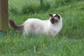 A seal point Birman cat, 1 year old cat , male with blue eyes is walking in garden