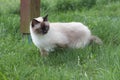 A seal point Birman cat, 1 year old cat , male with blue eyes is walking in garden