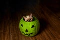 Seal Point Cat Peeks Out of a Plastic Green Jack-O-Lantern