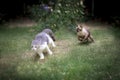 Seal point cat with Tabby Cat running in the garden. siamese cat with Scottish fold cat on green grass.healthy cat running on the