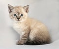 Seal point kitten with blue eyes sitting on gray