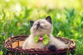 Seal point kitten with a bow tie on the neck sits in a basket on a green lawn Royalty Free Stock Photo