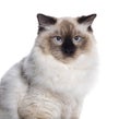 Seal point ragdoll blue eyed looking at the camera, isolated on white