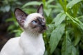 Seal point siamese cat