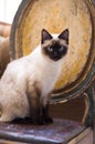 Seal Point Siamese Cat