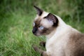 seal point Siamese cat with blue eyes sitting in the garden with green grass. Thai cat looking something on the lawn Royalty Free Stock Photo