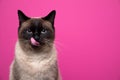 seal point siamese cat hungry licking lips portrait on pink background