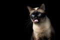 seal point siamese cat licking lips waiting for food. Thai cat looking something on black background.Hungry siamese cat with blue Royalty Free Stock Photo