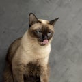 seal point siamese cat licking lips waiting for food. Thai cat looking something on black background.Hungry siamese cat with blue Royalty Free Stock Photo