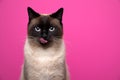 seal point siamese cat looking at camera hungry licking lips on pink background