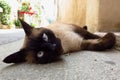 Seal point Siamese cat lying down outdoors Royalty Free Stock Photo