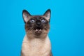 seal point siamese cat with mouth open looking up meowing