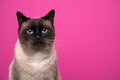 seal point siamese cat portrait on magenta or pink background with copy space Royalty Free Stock Photo