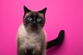 seal point siamese cat portrait on pink or magenta background Royalty Free Stock Photo